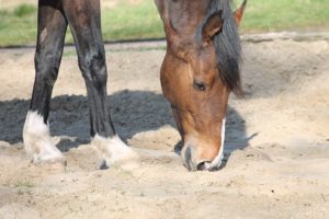 Zandkoliek voorkomen bij paarden, johorse.nl paardenweegschaal geeft raad