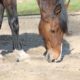 Zandkoliek voorkomen bij paarden, johorse.nl paardenweegschaal geeft raad